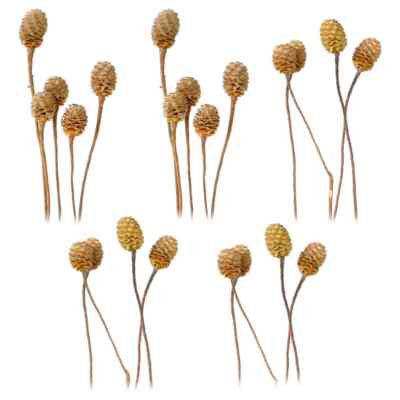 Sabulosumzweige 4-6 Köpfe Trockenblumen Bastelmaterial natur hell 5er Set