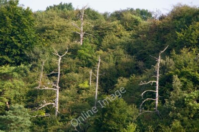 Photo 6x4 Dead among the living Lower Kingswood Dead trees among a group  c2011
