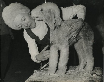 Mrs Morgan Jones Bedlington Terrier Crufts Hundeausstellung Olympia 1971 Vintage Pressefoto