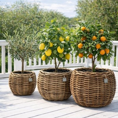 Van Der Leeden Dreypot Rattan  Blumentopf Übertopf Pflanztopf 3 Varianten 