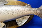 VTG Monster 35 Inch Manistee River Trout/Salmon Taxidermy Wall Hang — photo 7