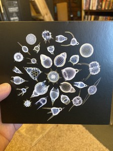 The Sea Nymphs On The Dry Land Cd Cardiacs Ebay ebay