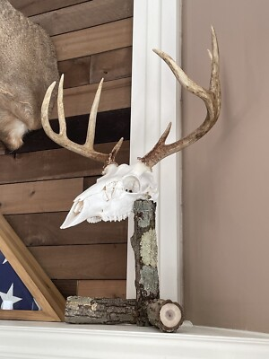 #ad #ad European Deer Skull Mount Stand $69.99