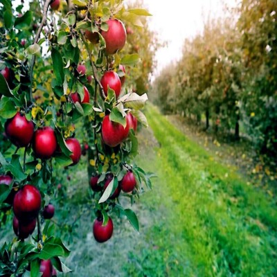 Paradise Apple Tree Seeds (Malus p.) "Red Delicious" Hardy-3 Garden Fruit  Plant | eBay