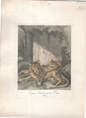 J.E.Ridinger ''Twoy Lioness in Rest'' 1738 - Coloured Etching