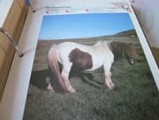 Animal Pictures Group 1 K137 Shetland Poy