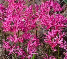 Nerine Rosea x 1 Plant - Pink Spider Lily - Bulbs - Perennial