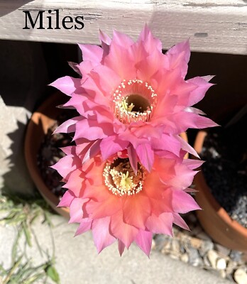 MILES Echinopsis Hybrids Rooted Pups Cactus Succulents | eBay