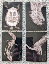 2024 Topps Allen & Ginter X-ray Turtle Gazelle Gecko Cougar