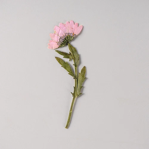 Dried Pressed Flowers Natural Epoxy Resin Candle Nail Art Scrapbooking Craft AU - Picture 153 of 210