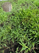 (4 Pack) Zenith Zoysia Grass Seed – More Than 20,000 Seeds! for Lush Lawn Growth