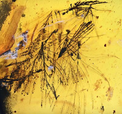 Rare Aves Bird Feather, Fossil inclusion in Burmese Amber
