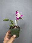 NEW! Unreleased 2027 Cattleya (Slc. Angel Eyes x Slc. Warpaint) SVO 11503 — photo 5