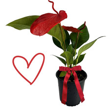 Anthurium Scherzerianum Dark Pink, Valentines Day Gift IDea for Plant Lovers