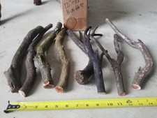 8 Manzanita Branches 12"-15"  Box 5 