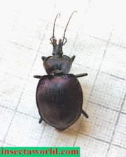 Carabidae, Carabinae, Cychrini Scaphinotus (Scaphinotus) unicolor shoemakeri USA