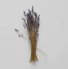 Dried Lavender  Decorative Dried Grass and Plants