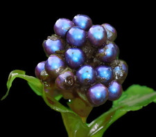 Pollia condensata, Marble berry, Metallic Blue Pearl - 10 to 40