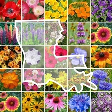 Wildflower LOUISIANA State Mix Perennial &Annual 25 Types USA Non-GMO 1000 Seeds