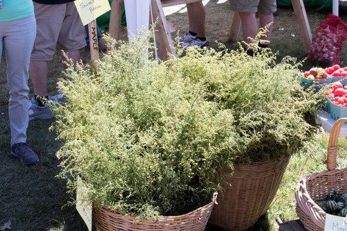 1000 SWEET WORMWOOD Artemisia Annua Sweet Annie Mugwort Sagewort Herb Seeds - Picture 3 of 9