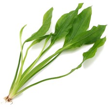 Echinodorus Bleheri Live LARGE Aquarium Plants Tropical Amazon Sword K2AQUA