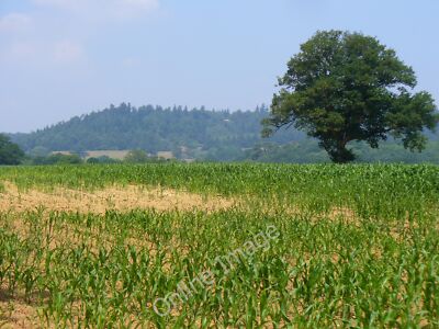 Photo 6x4 Field near High Billinghurst Dunsfold Green Sandy knoll with a  c2010