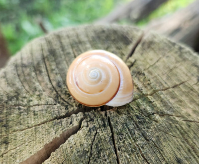  DYAKIIDAE - Asperitas Stuartiae stuartiae Indonesia Land Snail Shell Specimen!