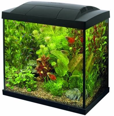 Regular Fish Tank Fish Tank Collection