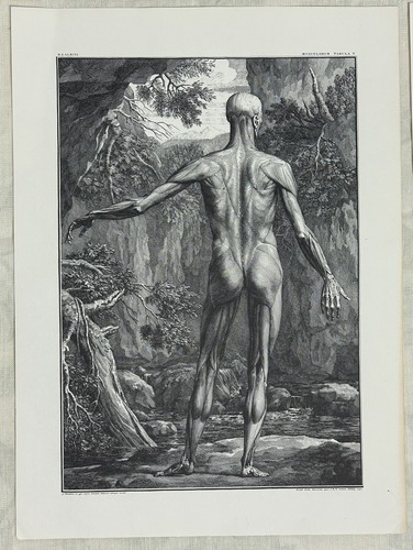 Tabulae Sceleti Et Musculorum Corporis Humani - Picture 6 of 12