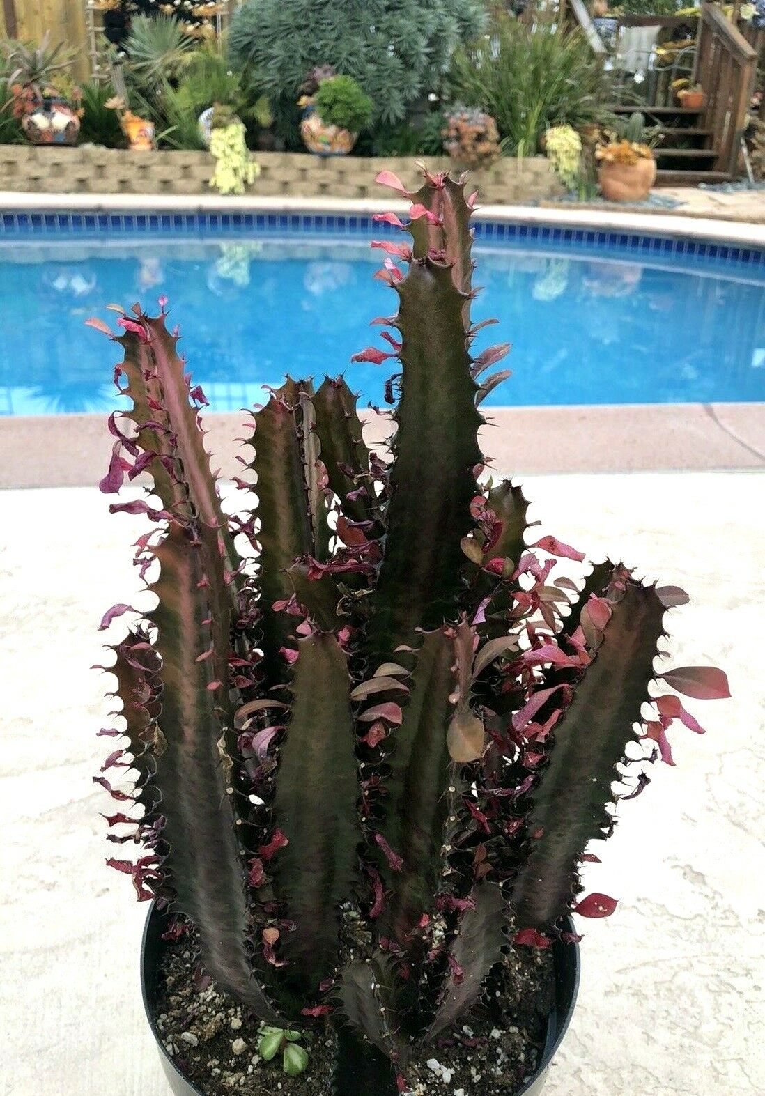 Euphorbia Trigona ""Planta de buena suerte"", rojo real", actualmente en una maceta de 9