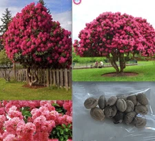 25pc CHERRY TREE SEEDS Garden Flower rare bloom exotic USA seller FREE shipping