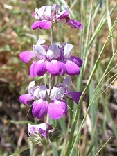 110 SEEDS - chinese houses EASY TO GROW lavender GroCo* USA - BUY 15-SHIPS FREE