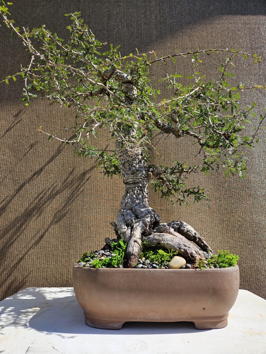 bonsai lt Olea europaea (220-260) Bonsai 240 cm – Gipsygarden main image 0