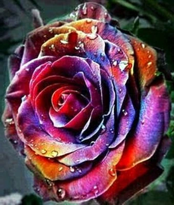 RARE 10x graine Rosier Grimpant "Phoenix" colorfull rosebush 10x seeds Rose