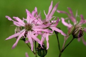 150 Graines De Fleur De Coucou Lychnis Flos Cuculi X225 Ragged Robin Seeds Semi Ebay