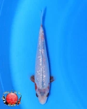 Imported Japanese Koi Fish Live - 1 Koi ( Ginrin Asagi) 6.5inch