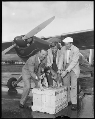 Dog Propeller Hat German Shepherd BR176-21 GERMAN SHEPHERD DOGS