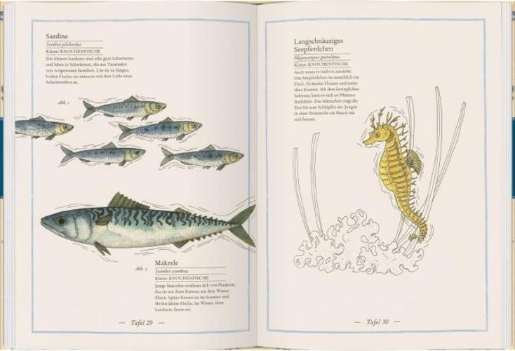 Thumbnail - Blauwal, Seestern, Oktopus | Virginie Aladjidi | Die Welt Der Meere |