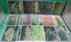 1994 InLine Hemp Card Set Marijuana Cannabis Trading Card Set Complete 1-50 RARE