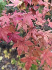 Plant érable du Japon