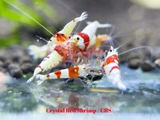 10+1 Crystal Red Shrimp CRS (Mixed Grade S-SSS) - Live Guarantee - USA Stock