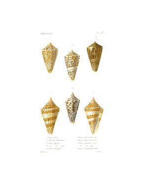 1844 Rare Hand Coloured Antique print SHELLS Cones CONCHOLOGY Kiener ...