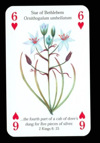 1 x playing card Bible tree/plant/flower Star of Bethlehem - 6 of Hearts Q78 - 第 1/3 張圖片