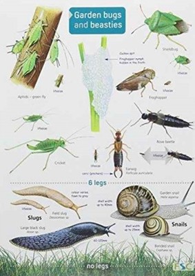 Garden Bugs and Beasties by Rebecca Farley-Brown SHEET MAP 9781908819154