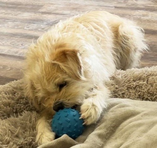 Piggy Poo Crew Gummi Haustier befüllbare Leckerli Bälle 4er Pack für Hunde & andere Tiere - Bild 2 von 3