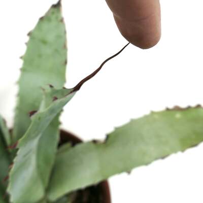 Agave cerulata var. cerulata X eborispina GREY FROM YN8-ROS -