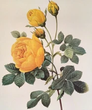 P. J. Redoute Flowers Rosa Suffurea Botanical Art Print Book Plate 128