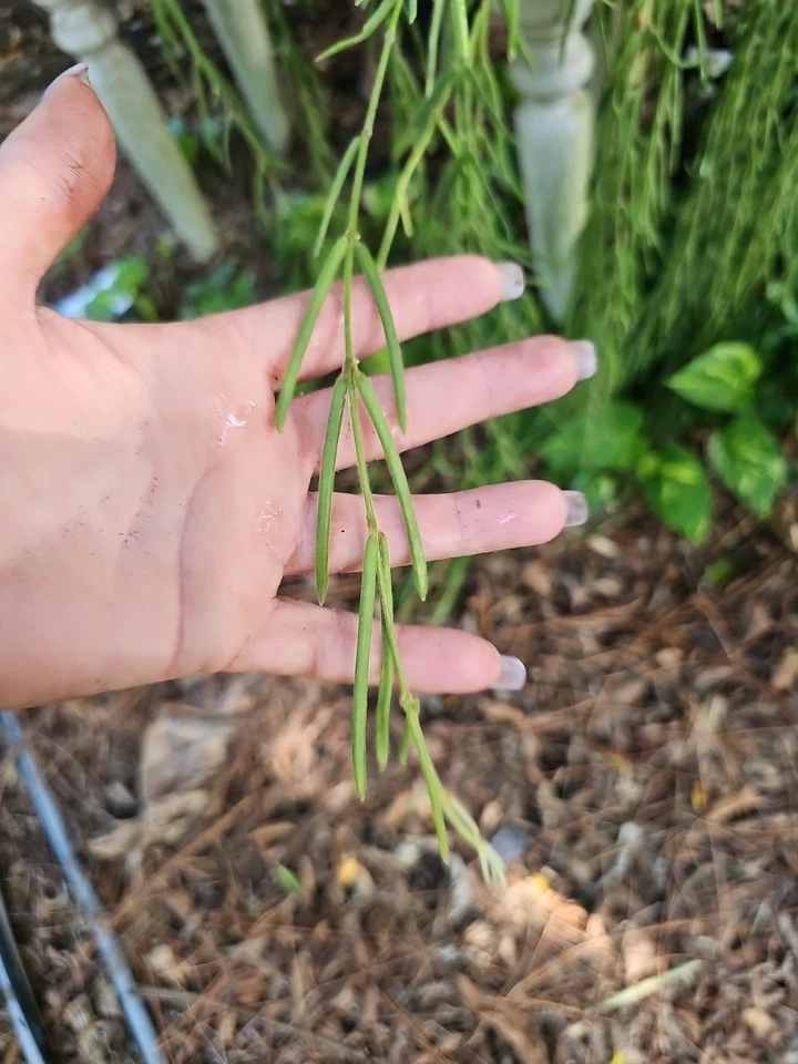 Hoya Linearis One Fresh Unrooted 4 Node Cutting - Image 2 of 3