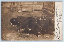 Nashua Iowa IA Postcard RPPC Photo Swine Pigs Animals 1907 Posted Antique