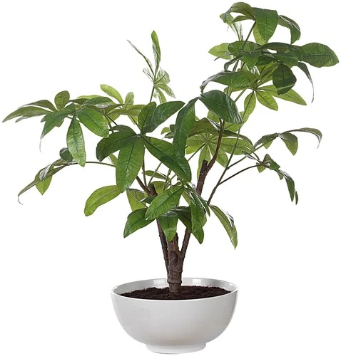 Uttermost 60225 Pachira Money 34-1/2" Tall Ceramic Faux Flora - White - Picture 1 of 5